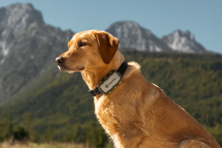 Bestaat een onderhuidse gps tracker voor honden?