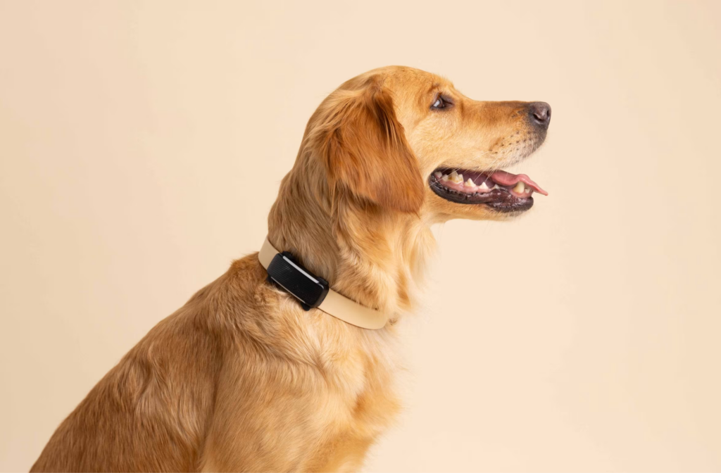 Tractive DOG 6 GPS tracker voor honden