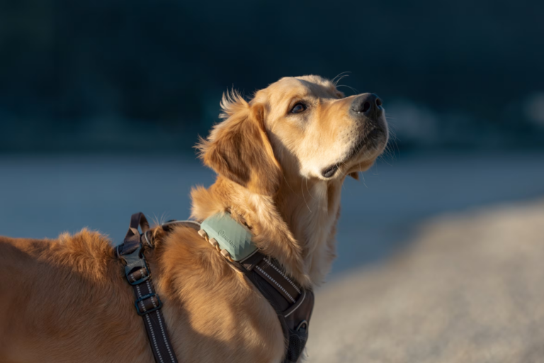 waterdichte gps trackers hond