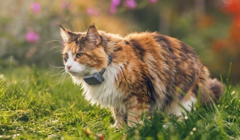 kat met tractive tracker