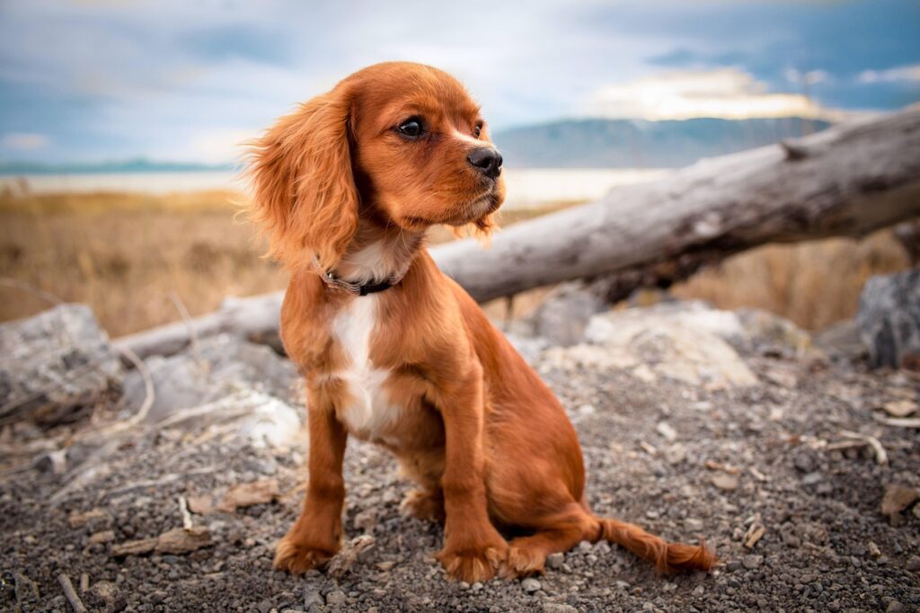 kleine gps tracker hond