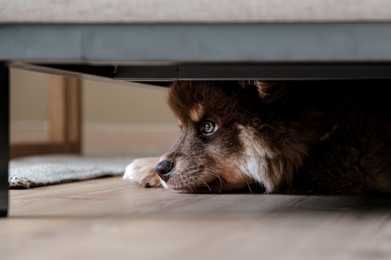 hond verstopt zich