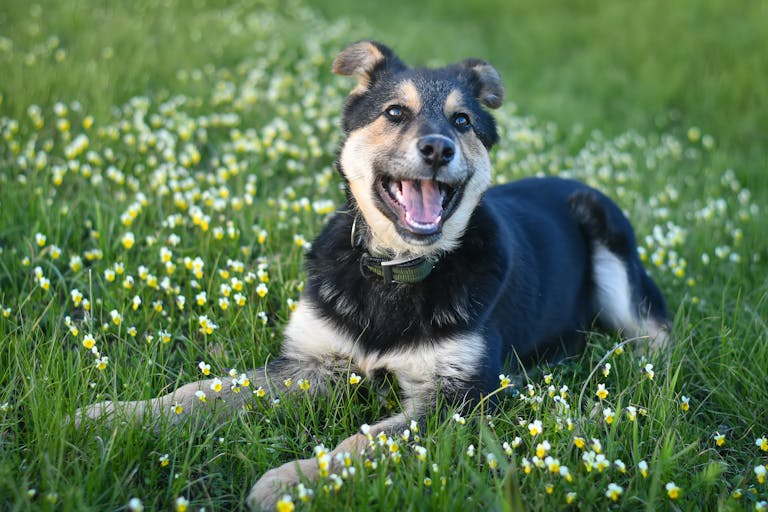 gps tracker hond abonnementen