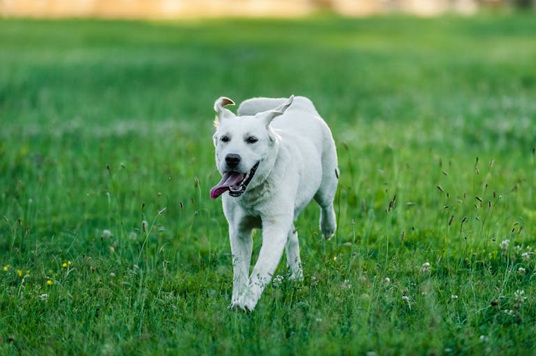 waarom een hond wegloopt